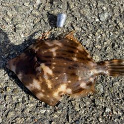 カワハギシーズンイン！！